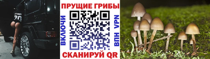 купить наркоту  Кизилюрт  Псилоцибиновые грибы MAGIC MUSHROOMS 