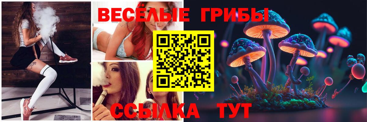 Галлюциногенные грибы Psilocybe Кизилюрт